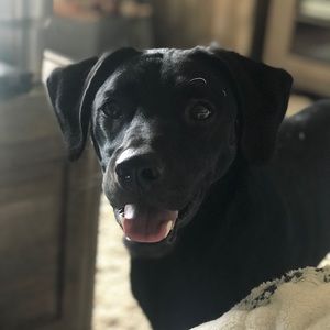 Meet your Posher, Bailey